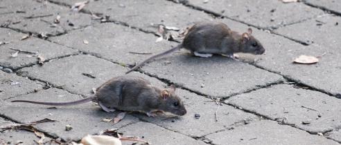 Twee ratten op een stenen ondergrond